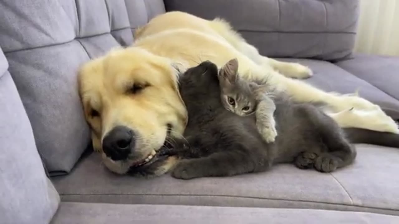 Funny Kittens Annoy the Golden Retriever with their Play