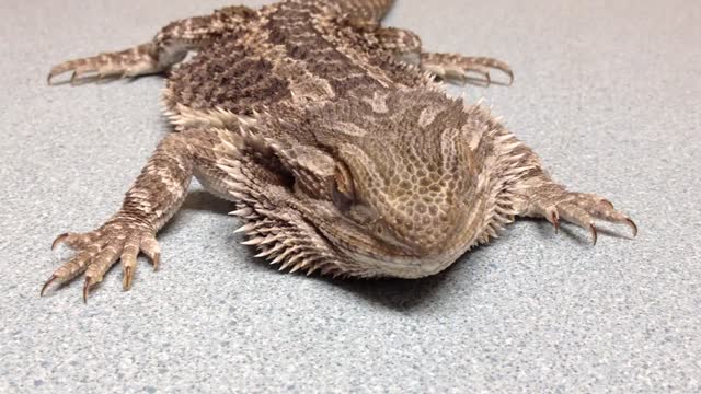 Bearded Dragon with bilateral CONJUNCTIVITIS and SEIZURE