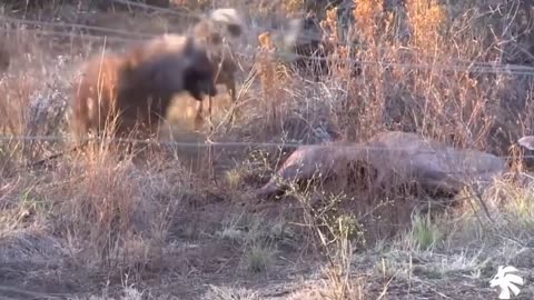 Best Epic Battle Of Wild dogs vs Other Wild Animals