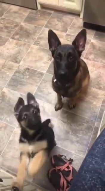 mother teaches commands!мать учит командам!