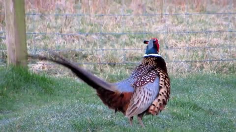 The Pheasant's Territorial Call (HD)