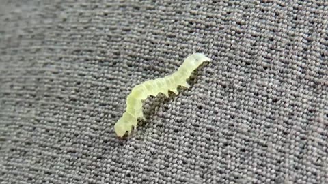 Caterpillar