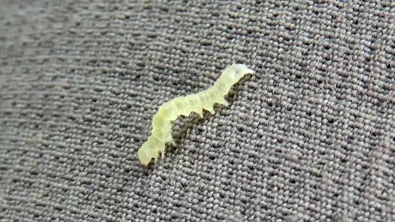 Caterpillar