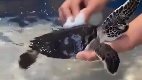 Baby sea turtle wants to be cleaned. The most beautiful thing you will see today