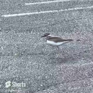 This bird is gonna walk all over you