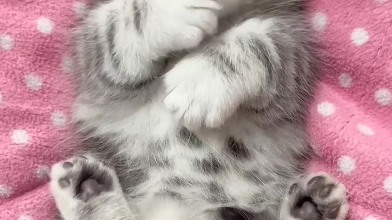 Baby Cat Lovely Video