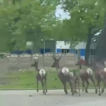 Half-empty Kharkiv "captured" by wild animals