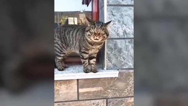 These cats can speak english better than hooman...jgfjgf