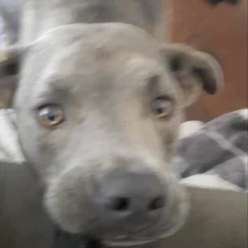 Dog Wins Claire Bear Is Awesome