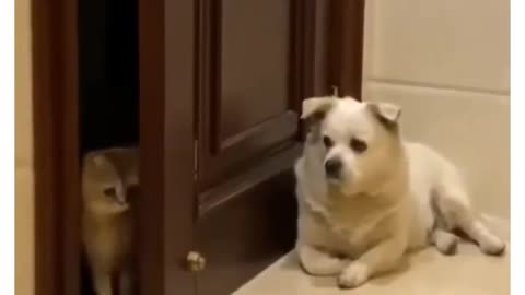 Dog to cat