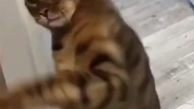 Best Funny Animal Videos 2022- Funniest😾 Dogs And Cats Videos#5