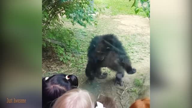 Funny Baby Videos - Top Funniest Moments Baby Meet Animals / Just Awesome