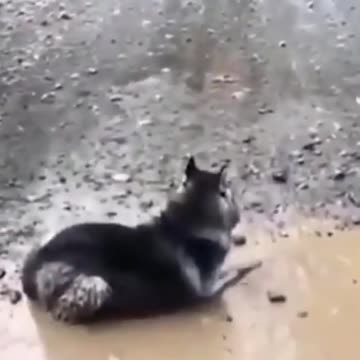 Funny dog doesnt want to leave his mud bath shorts_1080p