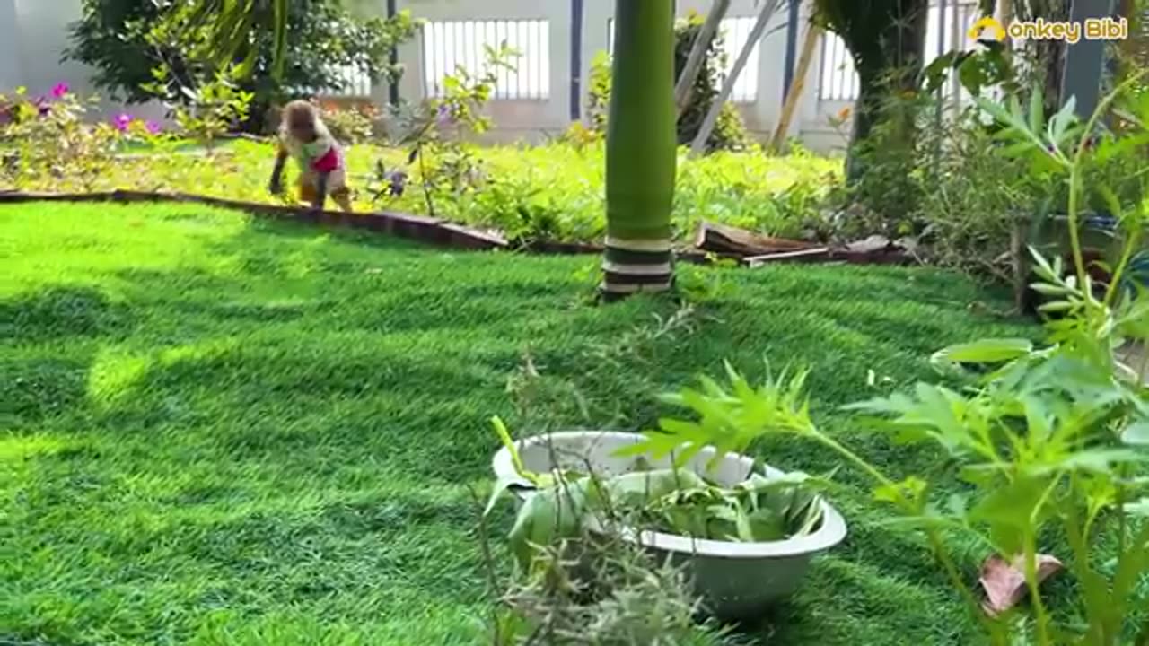 Bibi farmer harvests vegetables and cooks with grandma