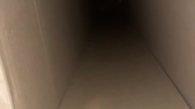 SCARING MY DONA 😹😹😹 CATS TIK TOK...