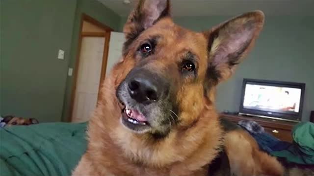 BEST OF Funniest German Shepherd Dog on Tiktok Funny Dog Videos