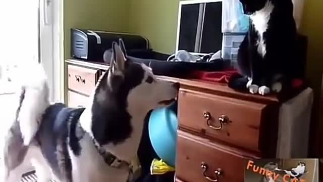 Cute dogs and cats funny videos compliation