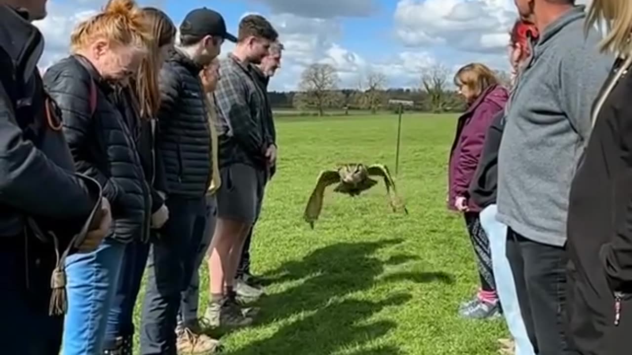 Baby owl fell out of the nest