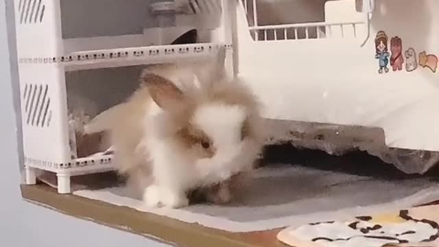 When the little girl saw the triumphant look of the kitten, she sloped and smiled.