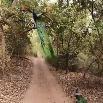 Let your spirit take flight... freedom awaits you