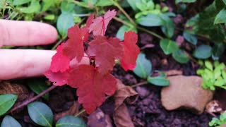 Fall Foliage Nature's Treasure