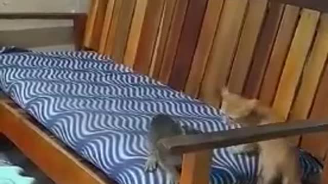 Cat vs cat friendly fight😂😘