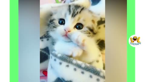 Cute Cuddly Funny Kittens Top 10