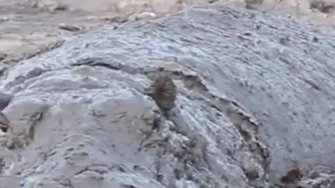 Camouflaged Hippo surprises Leopard