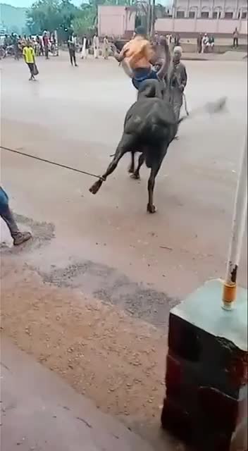 Un homme défie un taureau au Zimbabwe