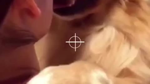 Funny dog compiltation 2021