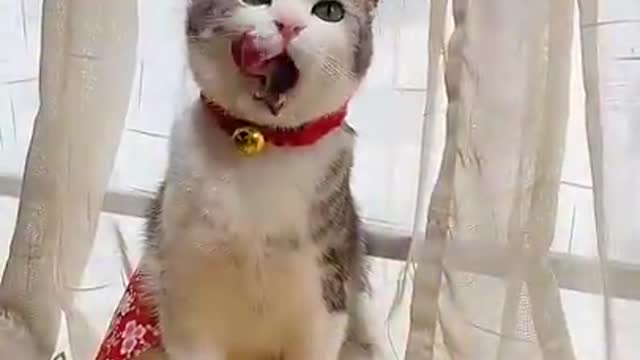 Try not to Laugh | Smart cats funny compilation tiktok