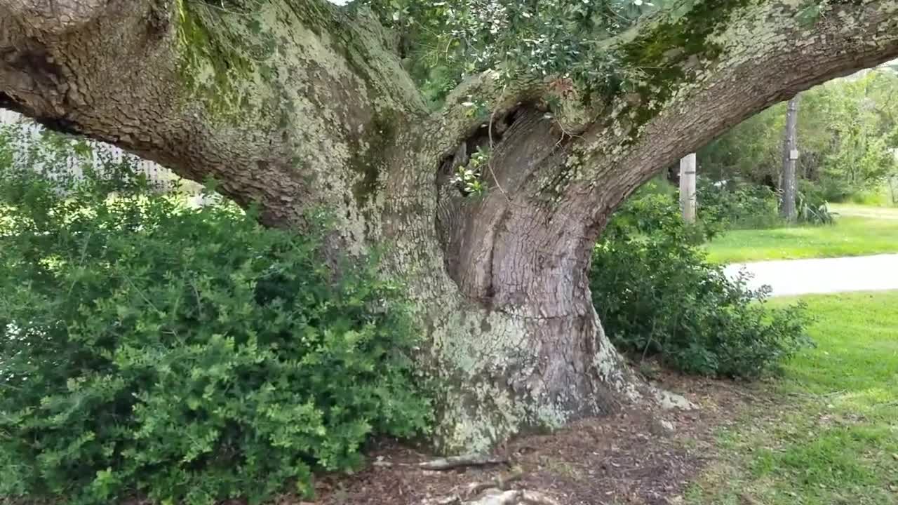 Paranormal Stores - The Cora Tree