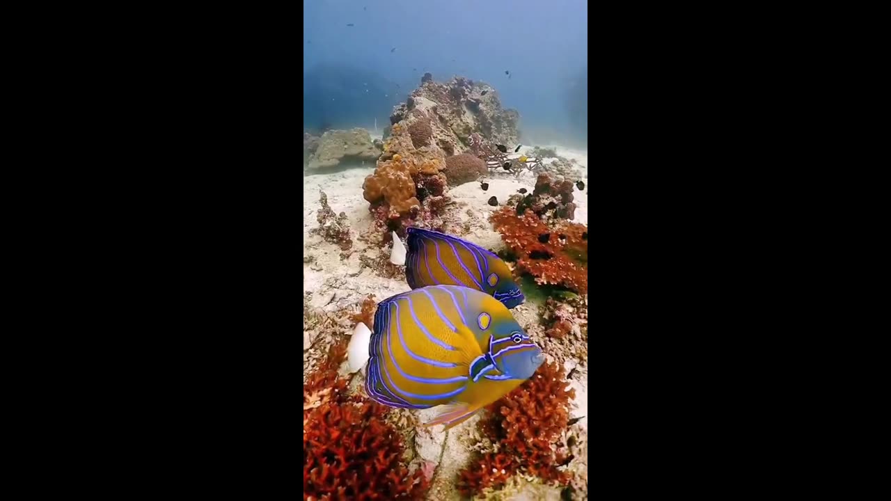 beautiful underwater world