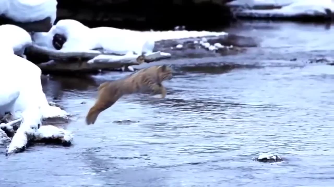 Bobcat Jumping on the River