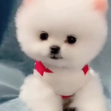 Funny Animals Reactions