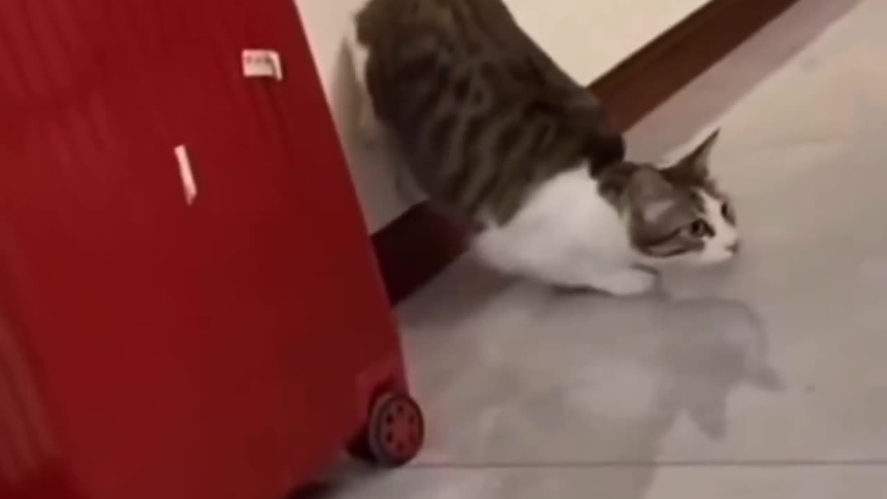 Funny animals
