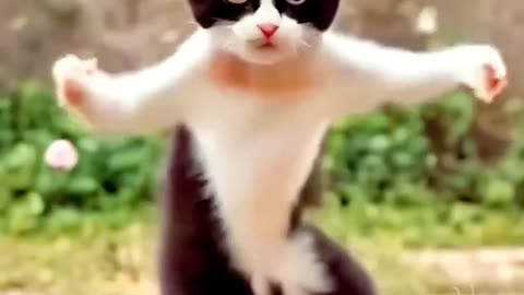 cute cat funny dance video 😹 || #funny #funnydance #ytshort #shortfeed #youtubeshorts #shortviral