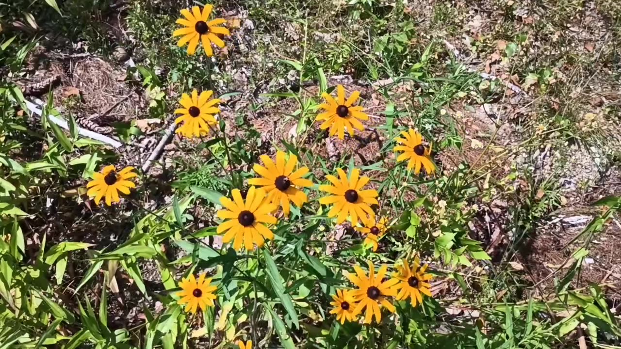 Black-eyed Susans