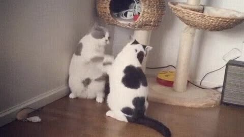 brutal cats fight