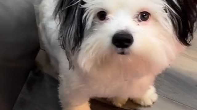 Funny dog compilation#funny dog compilation