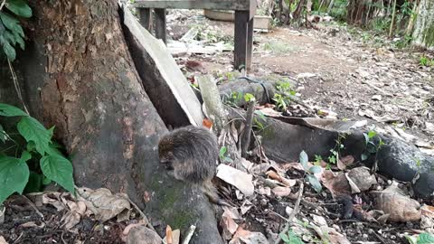 Pig thorns