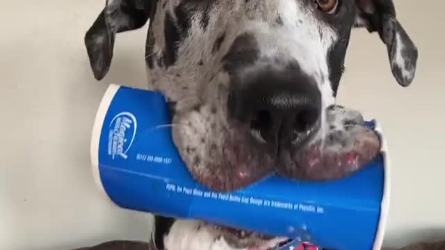 THE GREAT DANE Dog Video 96 - Great Dane Compilation - Tallest Dog in The World