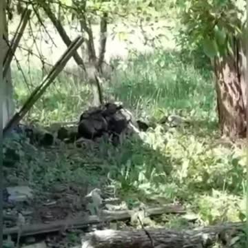 V první linii bojů o Seveodoněck proti ukrajinským nacistům by nasazen čečenský specnaz