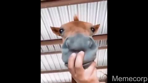 Memes that are actually funny