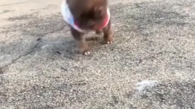 My puppy, always when I reach out, he comes running