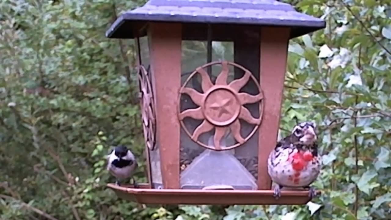 Rose-breasted Grosbeak (Male)