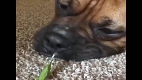 Funny Animal Compilation | Funny Dogs - Best Dogs - Cute Dogs - Pets
