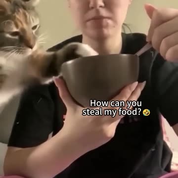 Cat funny video