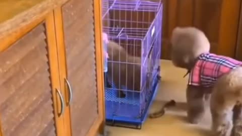 Cute Puppy Do Funny Things