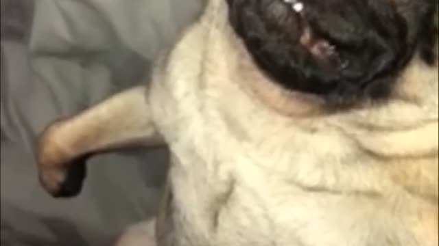 Tired Pug Sleeps In Totally Hysterical Position